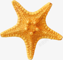 水底生物海星高清图片