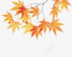 秋季植物枫叶树枝高清图片