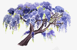 褐色的树紫藤花之树高清图片