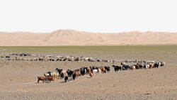 沙漠中的放牧群素材
