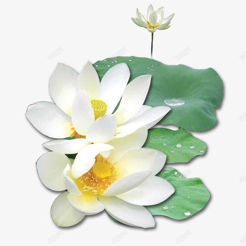 洁白莲花png免抠素材_88icon https://88icon.com 洁白 清纯 白莲花 荷花 莲花湖泊背景图片 露珠 高贵 高雅