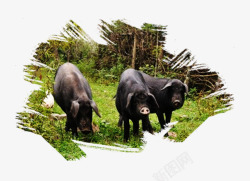 黑猪动物高清图片