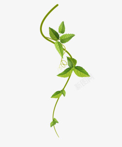 桔藤蔓和绿叶实物图高清图片