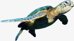 跑步的乌龟海龟高清图片