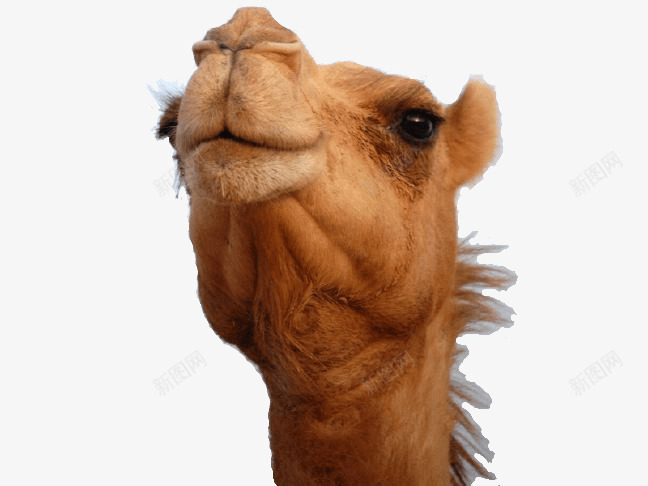 沙漠之舟骆驼png免抠素材_88icon https://88icon.com 动物 动物世界 动物园 沙漠 沙漠之舟 生物 野生动物 骆驼 骆驼科生物