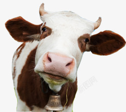 奶牛母牛矢量图素材