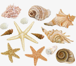 海星海螺沙滩装饰素材