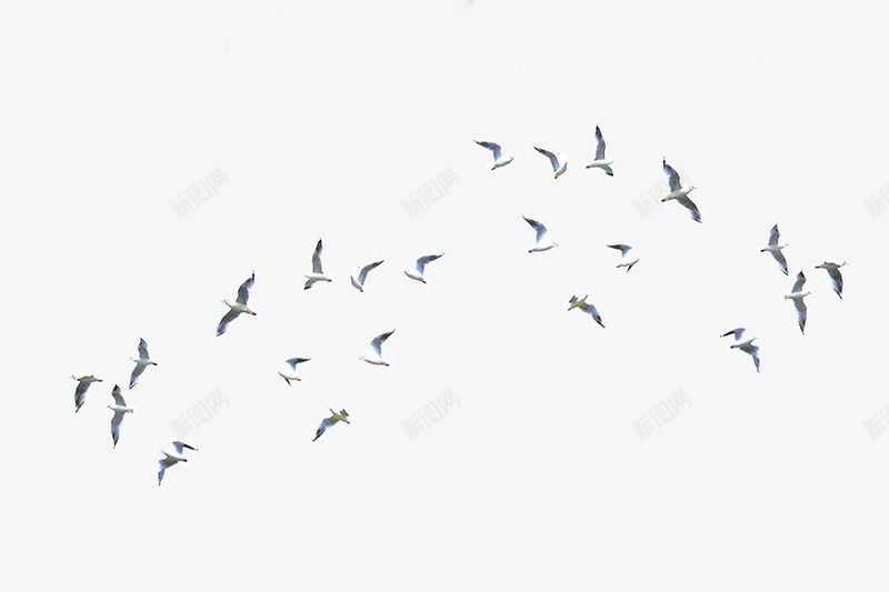 一群大雁psd免抠素材_88icon https://88icon.com 一行白鹭上青天 素雅 背景 诗意
