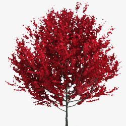 小树红色枫树叶子树木素材