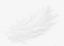 鹅毛白色的羽毛高清图片