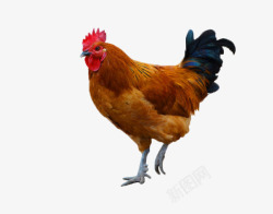 鸡年彩色公鸡动物红公鸡摄图高清图片