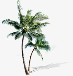 沙滩植物卡通椰子树素材