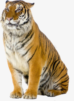 保护野生动物老虎高清图片