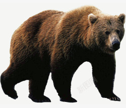矢量棕熊大型动物灰熊高清图片