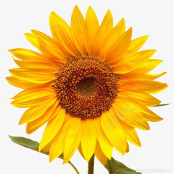 向日葵花朵素材金葵花向日葵黄色花朵鲜花向阳花高清图片