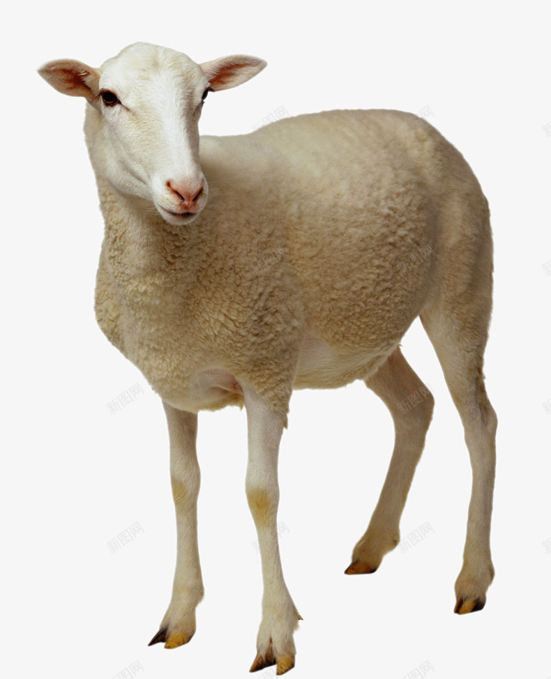 小羊图案png免抠素材_88icon https://88icon.com 动物 山羊 绵羊 羊 羊毛