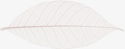 矢量树叶叶脉叶脉叶子高清图片