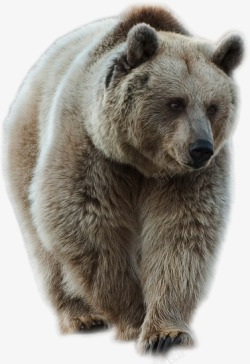 黑熊野生动物动物黑瞎子黑熊高清图片