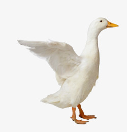 鸭子素材白鸭子白鸭绒高清图片