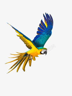 展翅飞翔的彩色鹦鹉素材