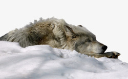 狼睡觉雪地中的狼高清图片