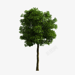 天然植物天然小树高清图片