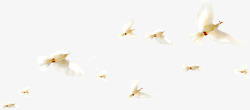 群飞的白鸽素材