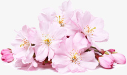 粉色樱花春天花朵素材
