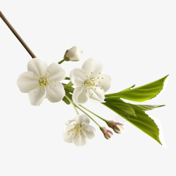 白色花瓣png花瓣树枝树叶白色的花梅花高清图片