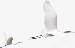 白鹤展翅飞翔的白鹤高清图片