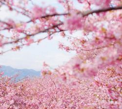 粉色樱花花海树林素材