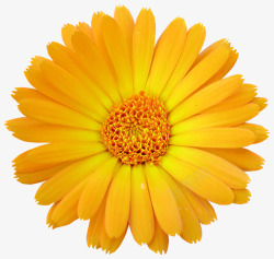 一朵黄色的大菊花素材