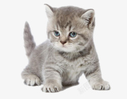 小猫幼崽灰色猫咪高清图片
