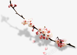 花卉树枝梅花高清图片