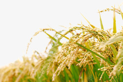 禾稻稻穗高清图片