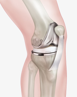 膝盖骨头结构素材