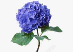 花卉油画蓝色绣球鲜花高清图片