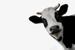 刷头海报奶牛高清图片