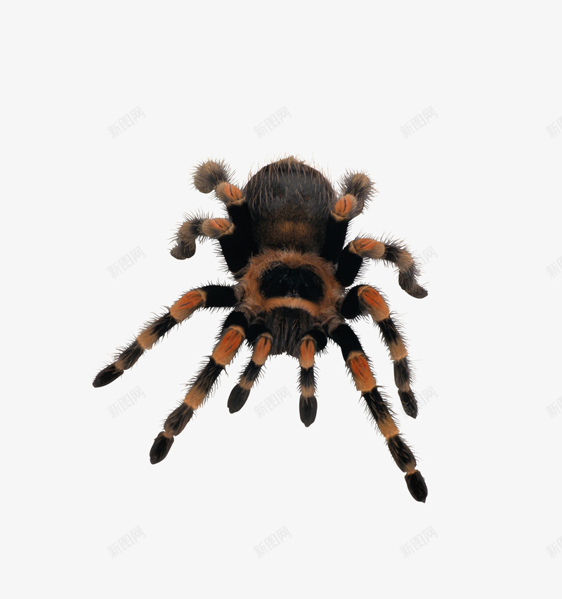 蜘蛛png免抠素材_88icon https://88icon.com 写实 动物 昆虫 爬行类动物 白色 透明背景 高清