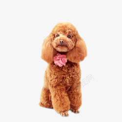 小型犬种棕色泰迪高清图片