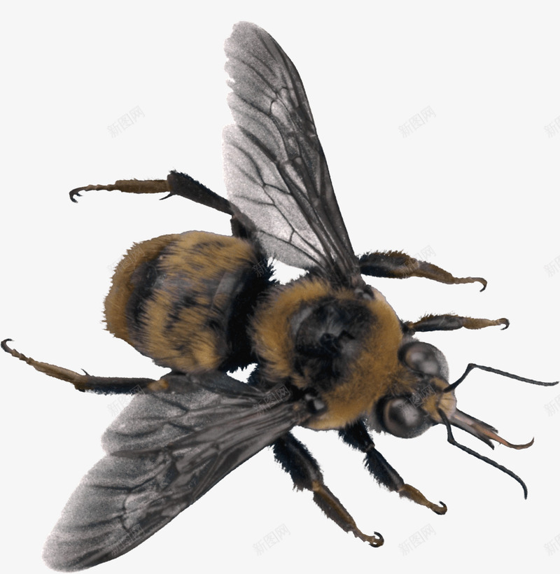 蜜蜂昆虫png免抠素材_88icon https://88icon.com 动物 动物世界 动物园 实物 生物 蜜蜂 马蜂