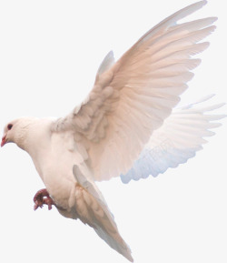 翱翔的白色的和平鸽素材