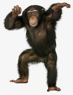 大猩猩黑色大猩猩高清图片