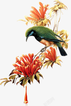 鸟瞅图鲜花配绿色小鸟图高清图片