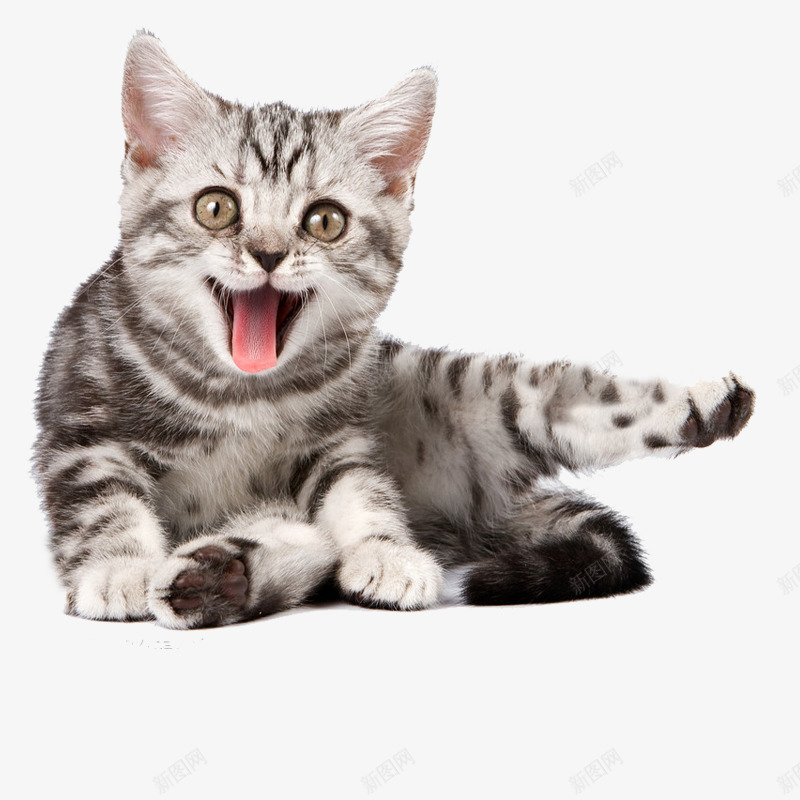 猫咪卖萌png免抠素材_88icon https://88icon.com 伸腿 吐舌 瞪眼 花猫