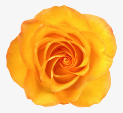 一朵大花黄色植物盛开的玫瑰一朵大花实物高清图片