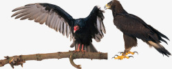 鸟类动物秃鹫素材