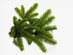 圣诞松树PSD绿色松树叶高清图片