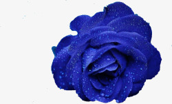 蓝色妖姬蓝色玫瑰高清图片
