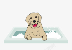白色浴池小狗在浴池洗澡高清图片
